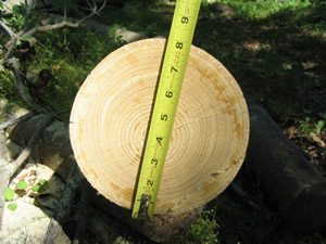 typical stump size after cutting